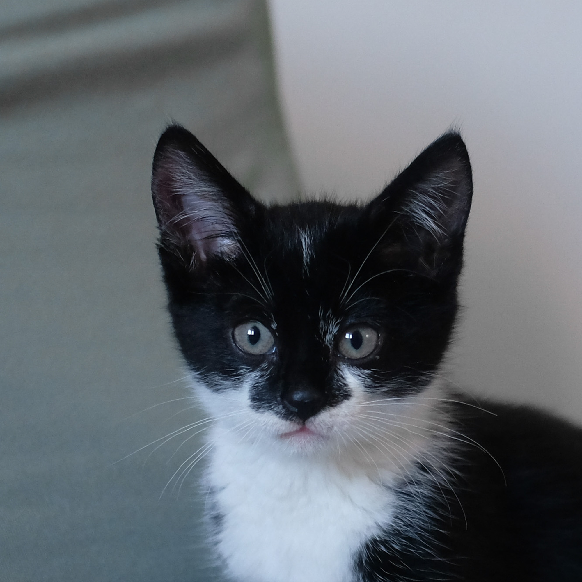 het kitten